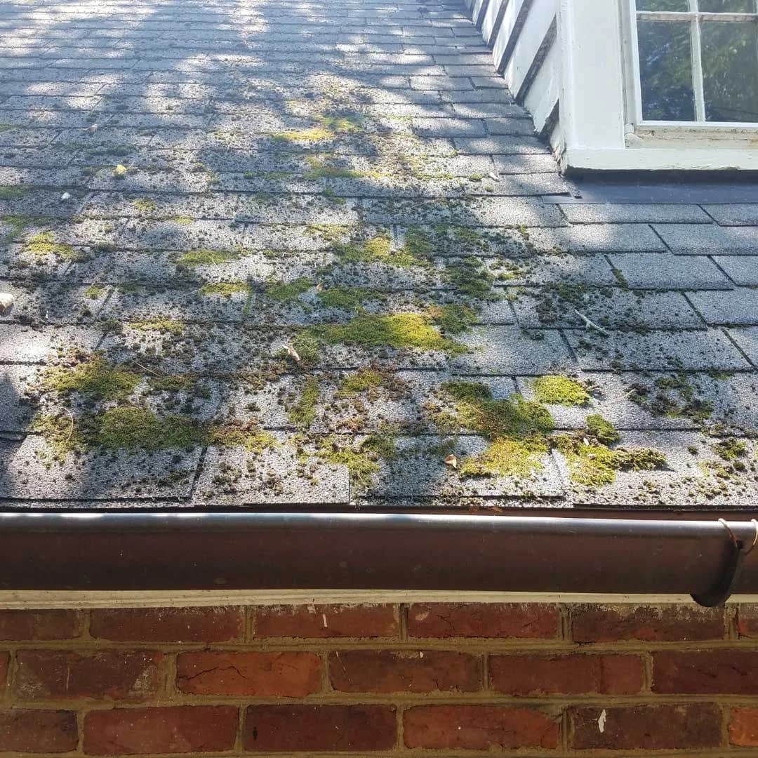 Roof moss and algae treatment